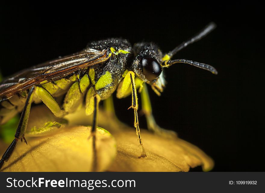 Green And Black Winged Insect In Micro Photography