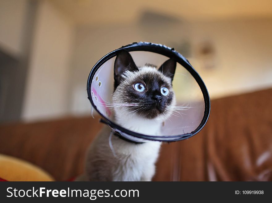 Siamese Cat Wearing Colar Cone
