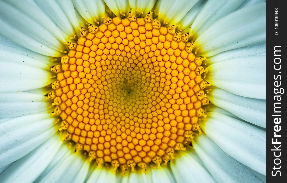 White Daisy Flower in Closeup Photography