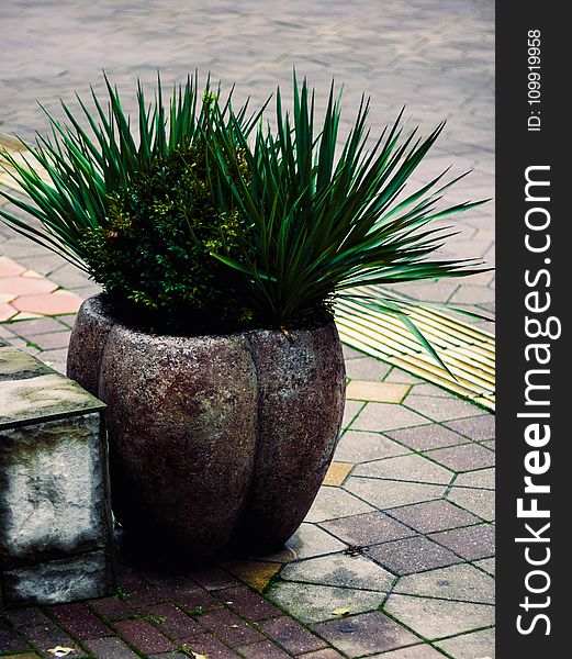 Two Green Leaf Plants