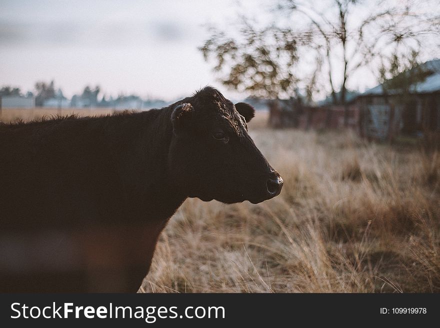 Black Cattle Beside Trees and Houses