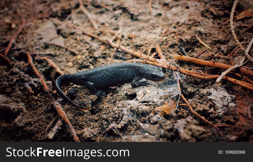 Black Lizard Surrounded With Twigs