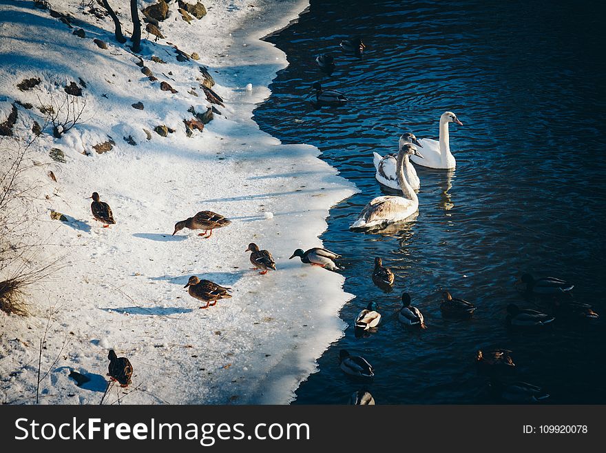 Photo of Ducks Near the Pond