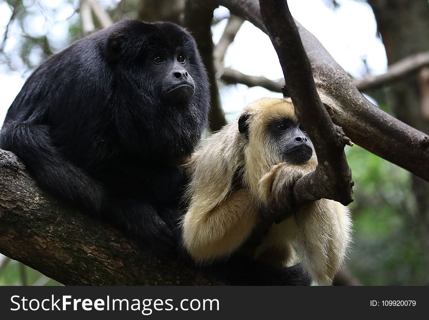 Two Monkey In Branch Of Tree Photo