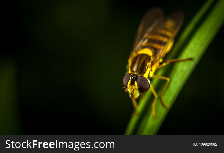 Hover Fly in Micro Photography Perching on Green Leaf