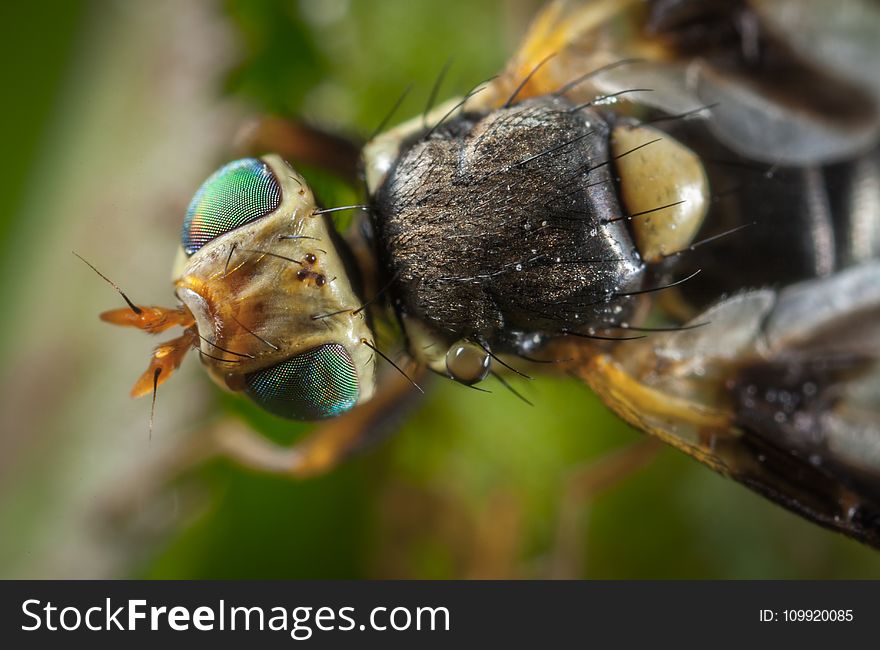 Close-up Photo Of Fly
