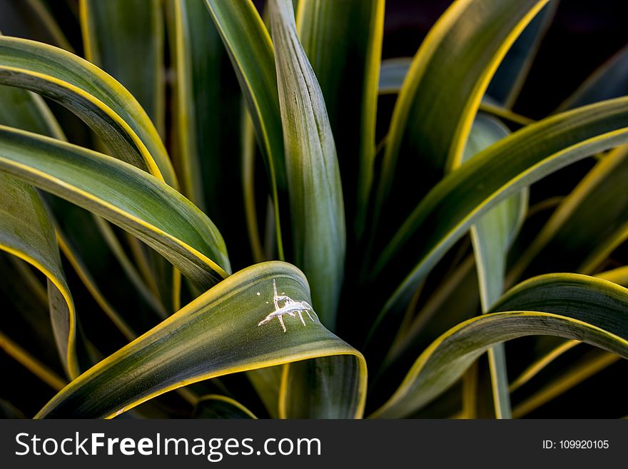 Close-Up Photography of Agave Plant