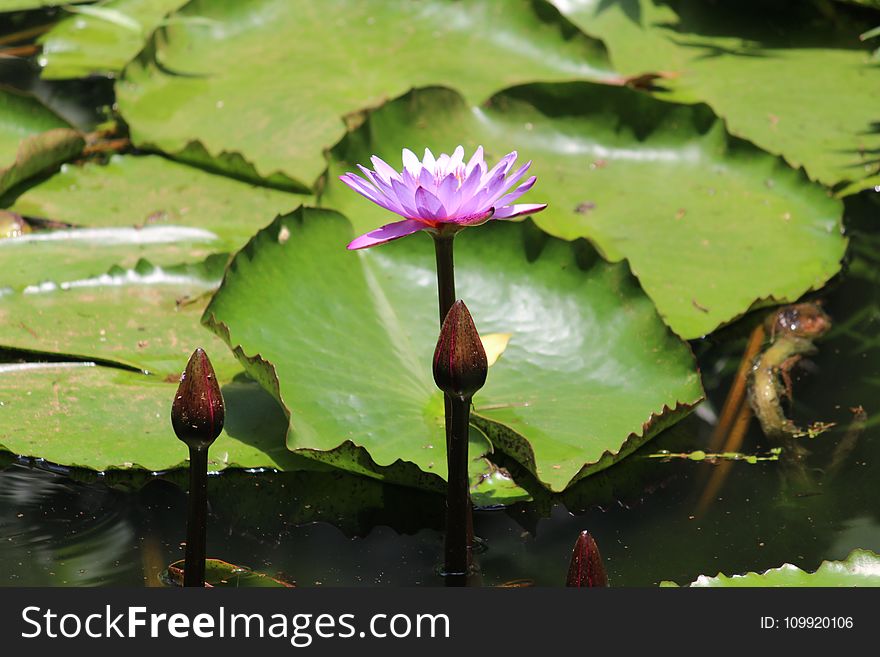 Close-up Photography of Purple Water Lily in Bloom