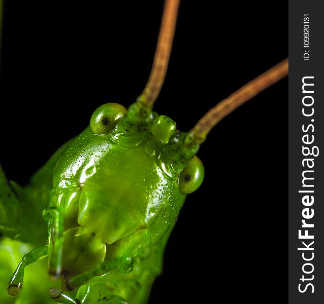 Closeup Photography Of Green Grasshopper