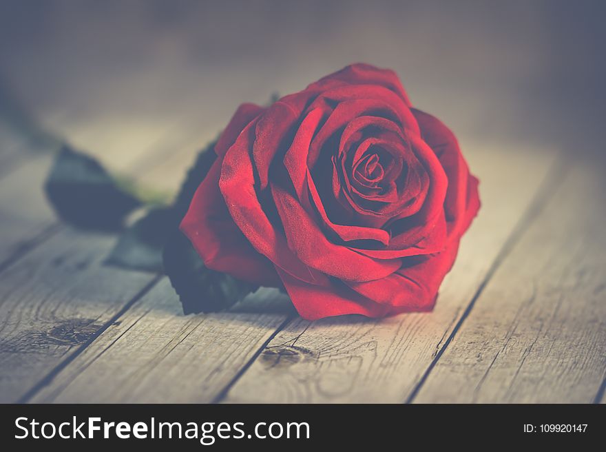 Red Rose on Brown Wooden Surface