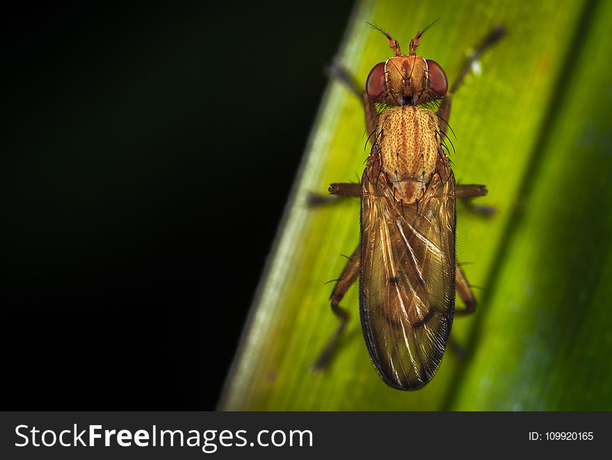 Close-up Photography of Brown Insect Perching on Green Leaf