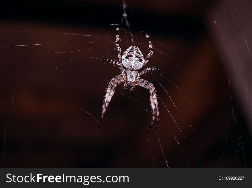 Spider Hanging On Spider Web
