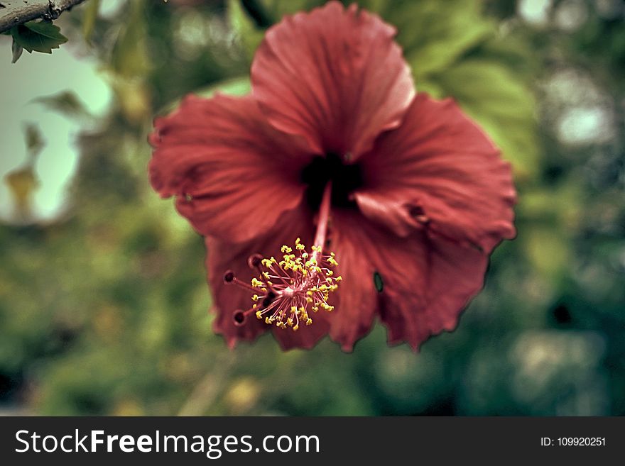 Red Hibiscus Flower in Closeup Photography