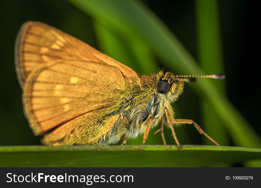 Brown Moth in Close-up Photography