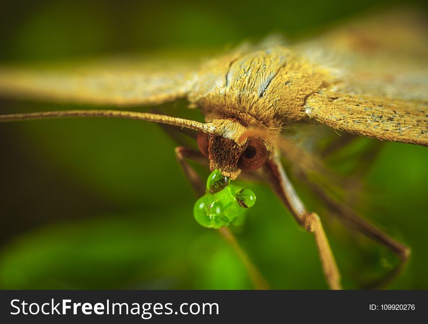 Macro Photography of Brown Moth