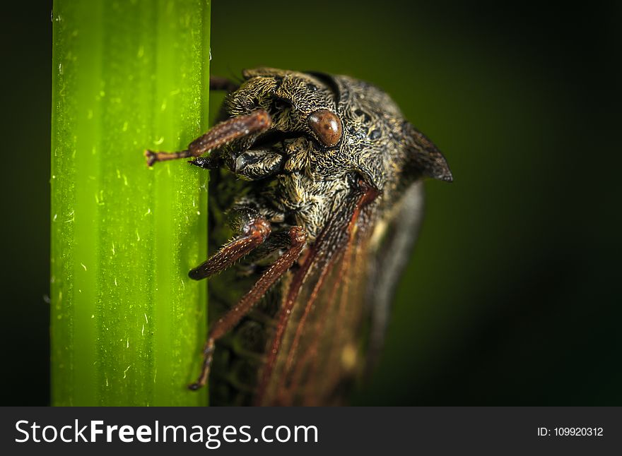 Close Up Photo of Black Cicada on Green Leaf