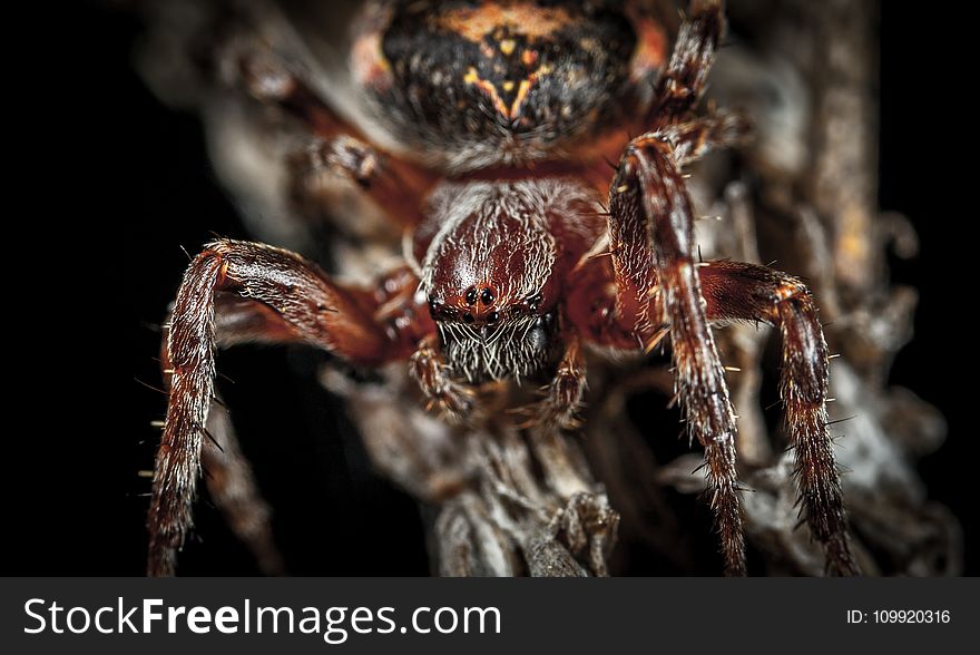 Micro Photography of Spider
