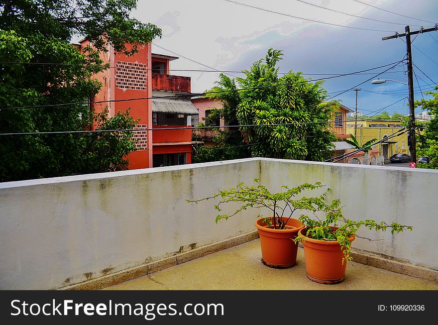 Two Green Leaf Plants With Orange Pots On Terrace