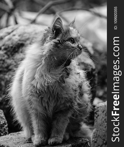 Grayscale Photo of Cat