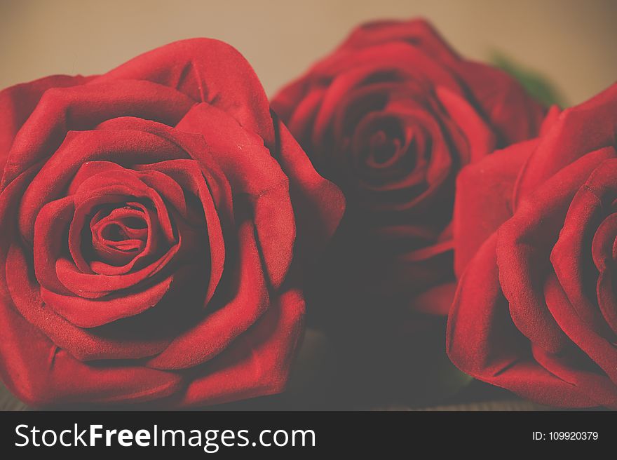Three Red Petaled Rose Flowers