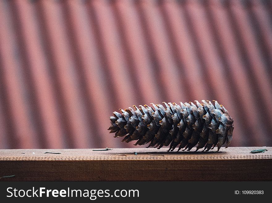 Brown Pinecone on Brown Wooden Surface