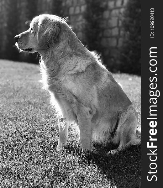 Golden Retriever in Grayscale Photography