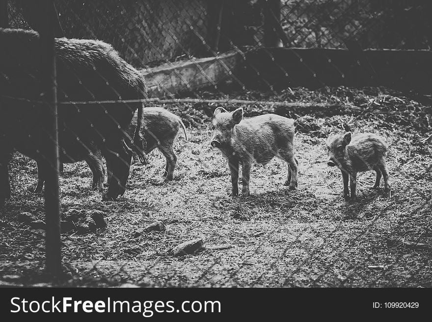 Grayscale Photo Of Wild Boars