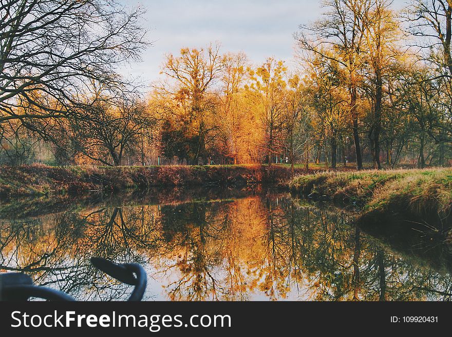 Lake Near Trees In Forest