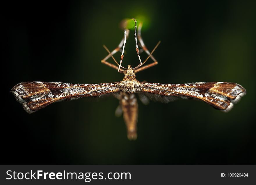 Close-Up Photo Of Brown Plume Moth