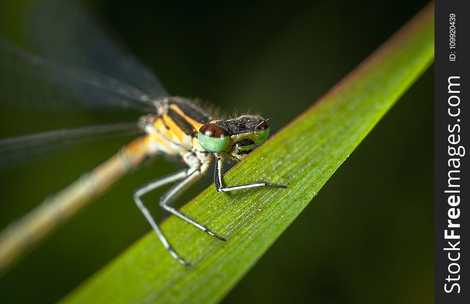 Selective Focus Photography of Green and Yellow Dragonfly Perched on Green Leaf