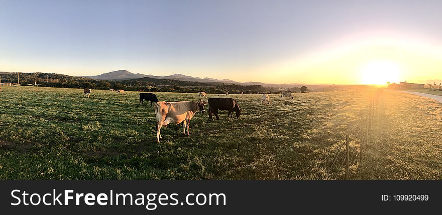 Photography of Cows During Sunset