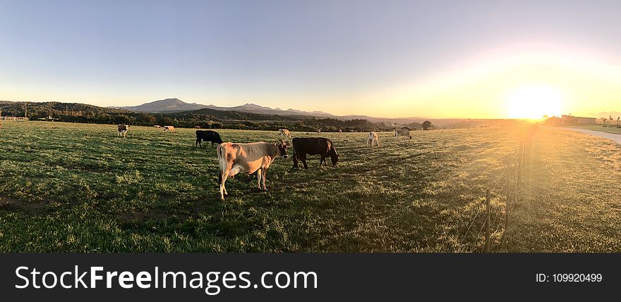 Photography Of Cows During Sunset