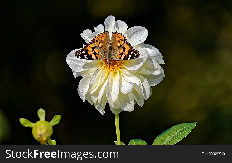 Shallow Focus Photography of Vanessa Atalanta Butterfly on White Flower