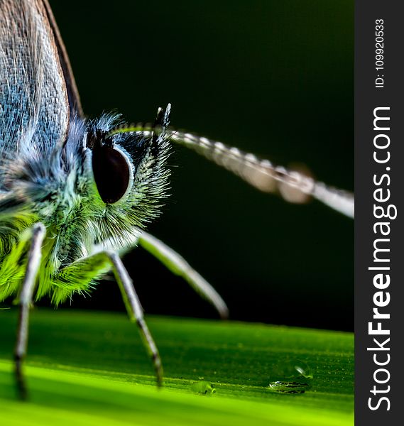 Macro Photography Of Insect Perched On Green Leaf