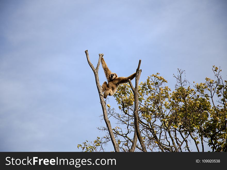 Photography Of Monkey Climbing On Tree