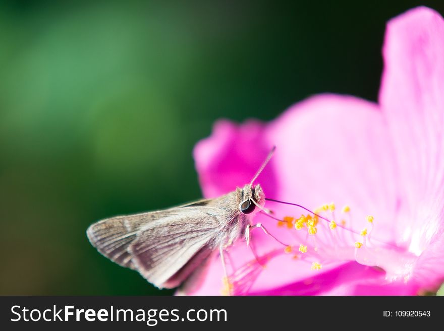 Brown And White Butterfly