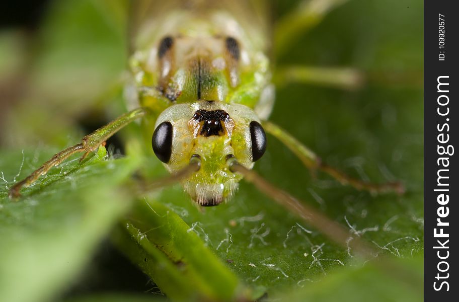 Green Grass Hopper In Macro Photography