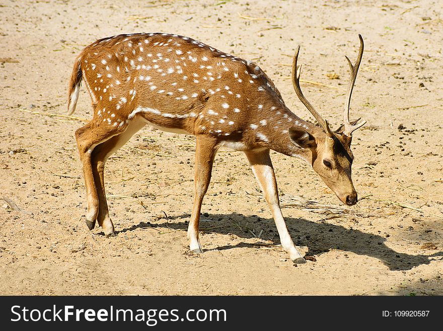 White And Brown Deer