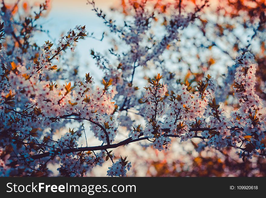 Close-up Photography of Cherry Blossom