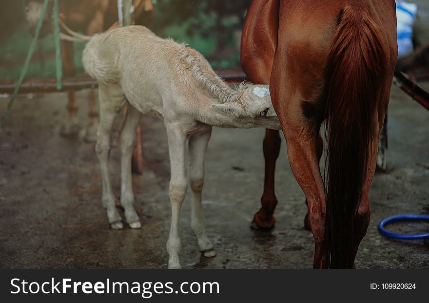 Brown Horse Feeding White Horse