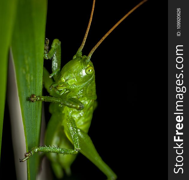 Close-up Photography of Grasshopper Perched on Green Leaf