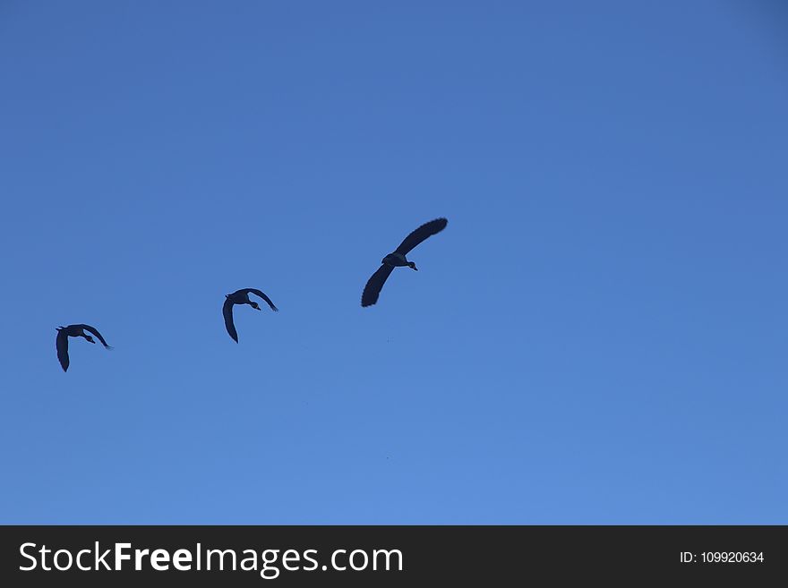 Photography of Three Flying Birds