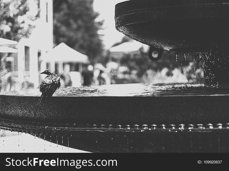 Grayscale Photo of Bird on Water Fountain