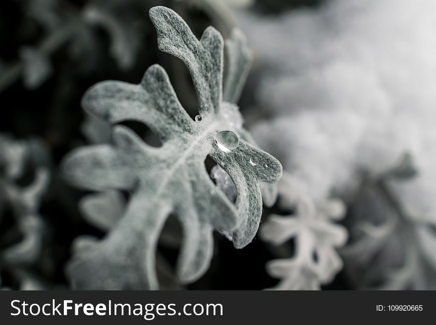 Green Frosted Leaf Plant