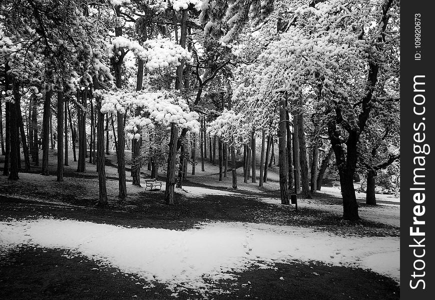 Grayscale PhotoOof Snow Covered Trees