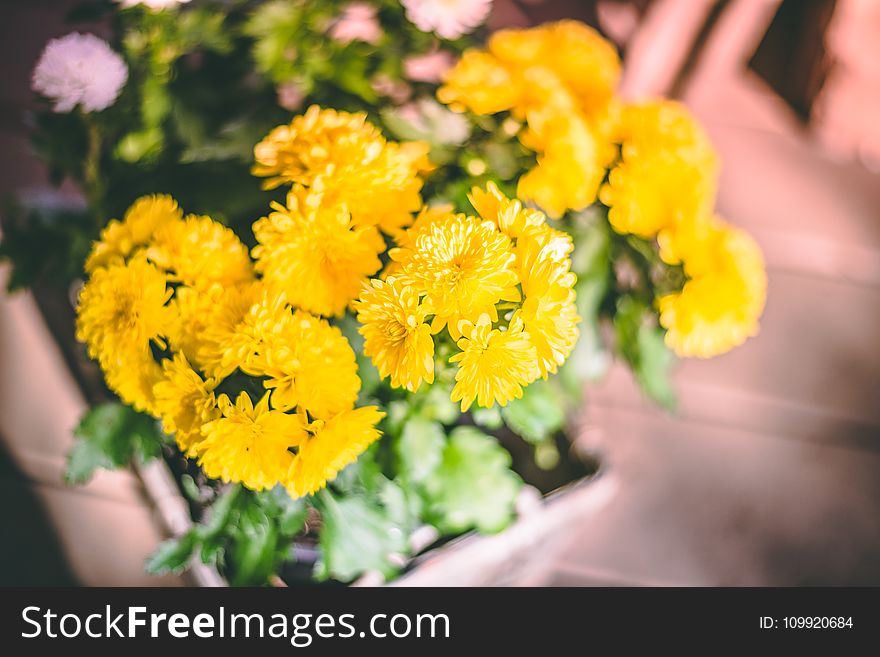 Close-Up Photography of Yellow Flowers
