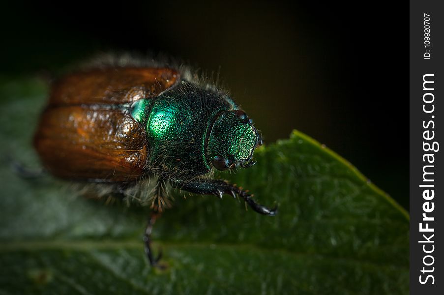 Macro Photography of Japanese Beetle Perched on Green Leaf