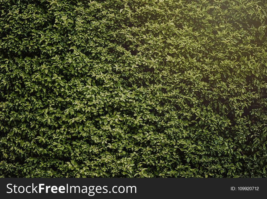 Photo Of Hedge