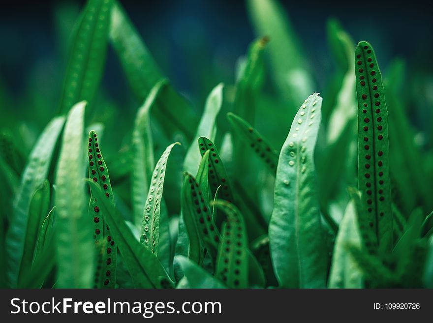 Closeup Photography Of Green Leaf Plant