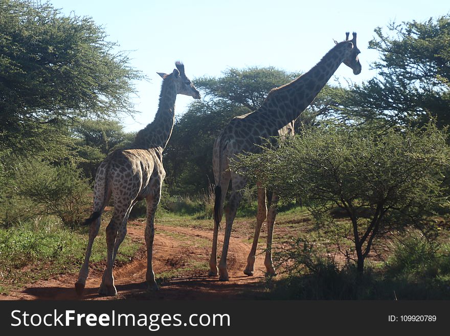 Two Giraffes Standing Near Trees